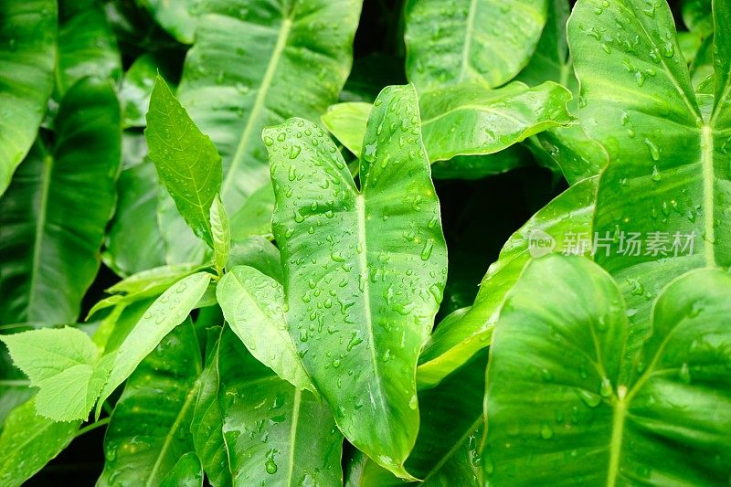 Syngonium podophyllum叶子